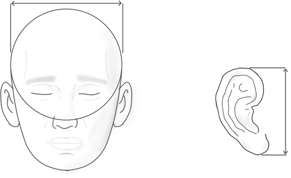 Head and ear dimensioning